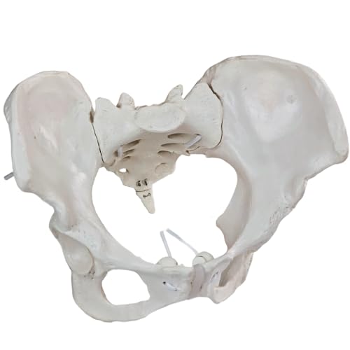 Image of Life-Size Female Pelvic Anatomy Model with Elastic Bands - Flexible Female Pelvis Model On Elastic for Medical Education, Obstetrics, and Patient Communication