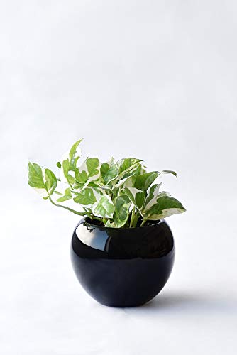 ϗtA { |gXEGWC {E|bgiVCj[ubNj ~j ϗtA CeA O[ y~j|bgEIׂA|bgz