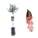Pianta di Finger Lime/Caviale di limone - Frutto Rosso - Citrus Australasica - H100cm inclusa Fitocella