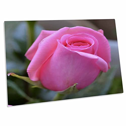 3dRose Patricia Sanders Flowers - Pink Rose Floral III - Desk Pad