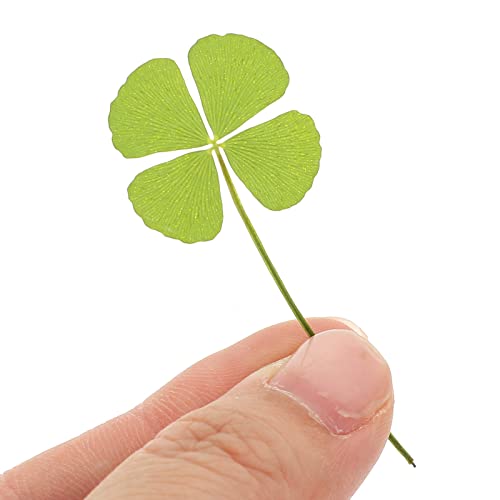 Flores secas prensadas trébol de cuatro hojas 24 unidades miniatura 7