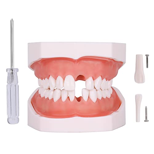 faruijie Typodont Teeth Model - Removable Tooth Teach Practice Model Teaching Study Typodont Demonstration Model Come with a Small Screwdriver