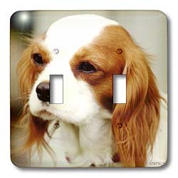 Cavalier King Charles Spaniel Interrupteur sublime la décoration murale du salon familial
