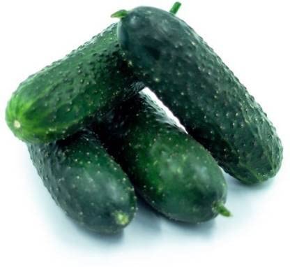 See full amazon price history chart for Green World F1 CUCUMBER AMERICAN BLACK/KHIRA SEEDS FOR KITCHEN GARDENING (150 seeds) Green World F1 CUCUMBER AMERICAN BLACK/KHIRA SEEDS FOR KITCHEN GARDENING (150 seeds) (B09KNR8FTC) Amazon Price History, Amazon Price Tracker