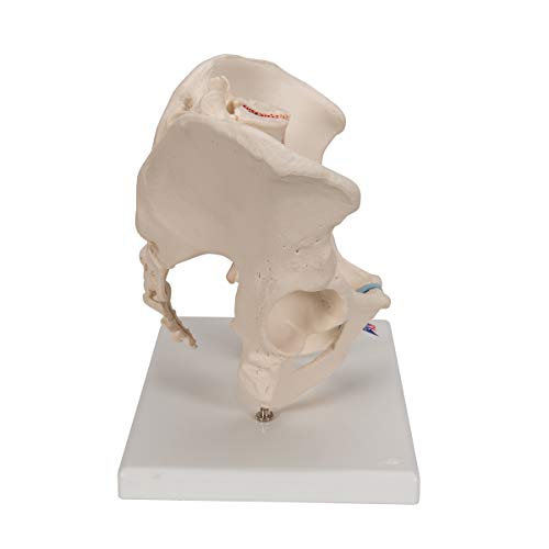 Image of 3B Scientific H21 /1 Male Pelvis- 3 Part - 3B Smart Anatomy