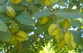 Kanak Nursery- Arjun/Terminalia Arjuna Herbal Plant live plant With Pot (B08JMD2QL6) Amazon Price History, Amazon Price Tracker