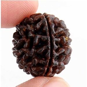 Hc- Ek Mukhi Rudraksha 13/Single Faced Rudraksha To Bring Homes Good Luck, Success And Prosperity,Brown (B0D186MQVQ) Amazon Price History, Amazon Price Tracker
