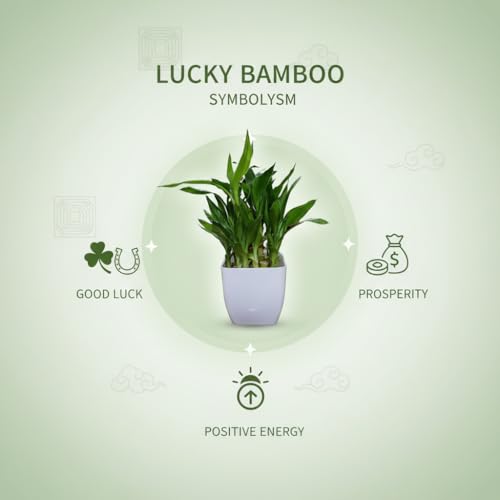 Image of Sugram Lucky Bamboo Feng Shui Plant - 2-Layer with White 3 inch Square Pot for Home, Office, Desk & Table Decor - Easy to Maintain