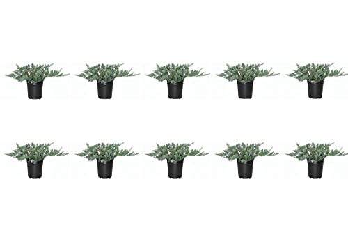 Blue Rug Juniper - 10 Live 4 Inch Plants - Juniperus Horizontalis 'Wiltonii' - Drought Tolerant Cold Hardy Evergreen