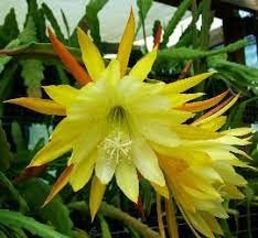 Greenvalue Yellow Night Queen/BRAHMAKAMAL Flower Live Plant With pot Healthy plant pack of 1 (B0BTWBNBRD) Amazon Price History, Amazon Price Tracker