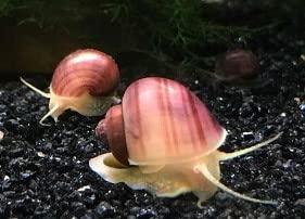 LLC Mystery Snail Magenta 3PK (Pomacea Bridgesii) with Java Moss - Live Freshwater Snails Insulated Priority Mail