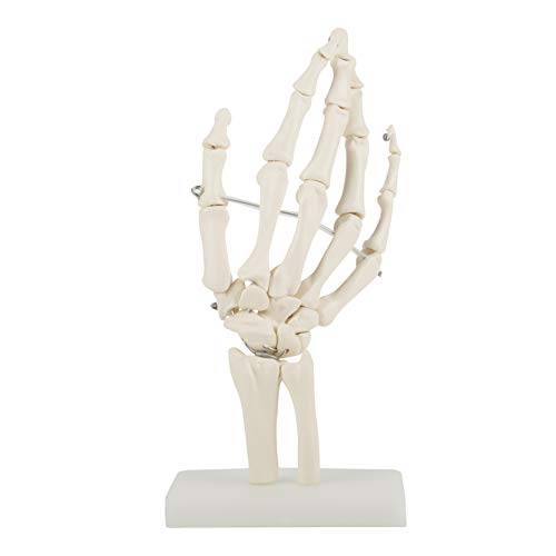 【Flessibilità】: i modelli anatomici delle articolazioni della mano offrono una flessibilità limitata, pur mantenendo il livello di dettaglio anatomico fornito da ciascun modello.