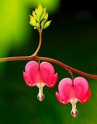 See full amazon price history chart for Ritz Farming® Bleeding heart flower seeds | Bleeding heart pink shade 6 flower Seeds for Home pots | all Season Flowering Seeds for Home And Kitchen Gardening pack of 30 seeds Ritz Farming® Bleeding heart flower seeds | Bleeding heart pink shade 6 flower Seeds for Home pots | all Season Flowering Seeds for Home And Kitchen Gardening pack of 30 seeds (B0C343STVQ) Amazon Price History, Amazon Price Tracker