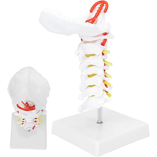 I muscoli suboccipitali includono il muscolo deltoide, il muscolo lungo della testa, il muscolo scapola levator e l'angolo obliquo posteriore, medio e anteriore. I modelli vertebrali sono un ottimo strumento dimostrativo di insegnamento.