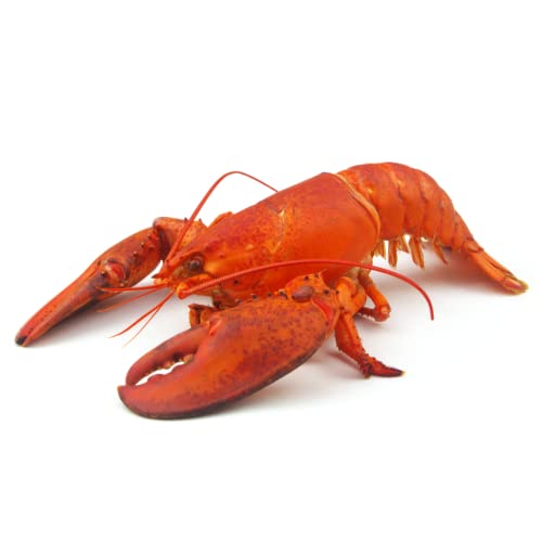 Frozen Cooked American Lobster ~350-400gr x 2