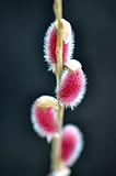 Japanese Pink Pussy Willow - Mt Asama - Fuzzy, Pink Catkins 1 - Year Live Plant