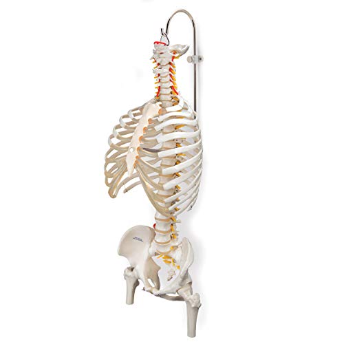 3B Scientific Spinal Column Stand #TOP1
