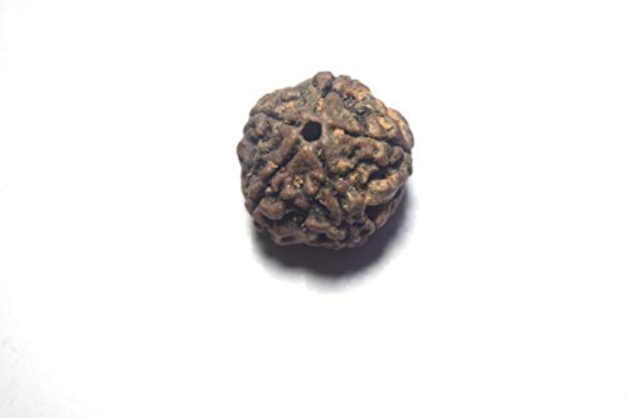 Naeva Original Five Face (5 Mukhi) Rudraksha, Spiritual Bead