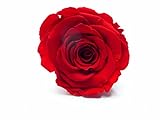 rose stabilisée rouge ROSE ETERNELLE ROUGE SAINT VALENTIN POUR LA REALISATION DE DECORATION FLORALE DURABLE, A ASSOCIER AVEC DU SABLE COLORE ET UN PETIT VASE OU AUTRE SELON VOTRE IMAGINATION.