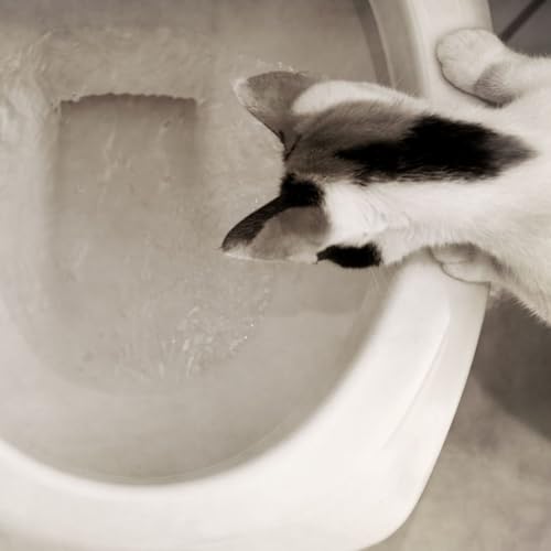 『Peut-on éduquer son chat à faire ses besoins dans les toilettes ?』のカバーアート
