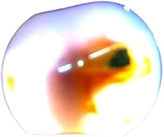 All Natural Yemeni Agate Stone Natural Image Sea Horse Very Cool - Round Shape Shape Fit for Fine Ring or Pendant