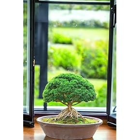 Bonsai air purifier plants for home indoor live (Pack of 2)-image-37