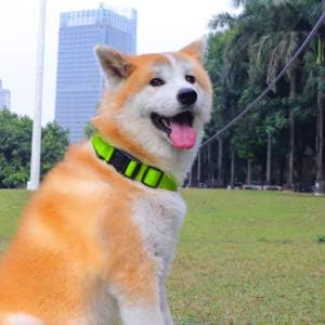 LED Dog Collar Baytion USB Rechargeable Light up Dog Collar with Rechargeable and Waterproof Flashing Light Glowing Small Medium Large Dogs