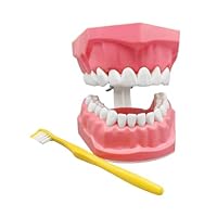 Teeth Model for Kids,Educational Training Tooth Model with Toothbrush for Study | Educational Materials, Mouth Study Supplies for Teens Friends Men Son Family Girls Daughter Youth Boys