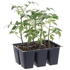 Tamarillo tree tomato live plant (pack of 6) (B0CLW7TYTS) Amazon Price History, Amazon Price Tracker