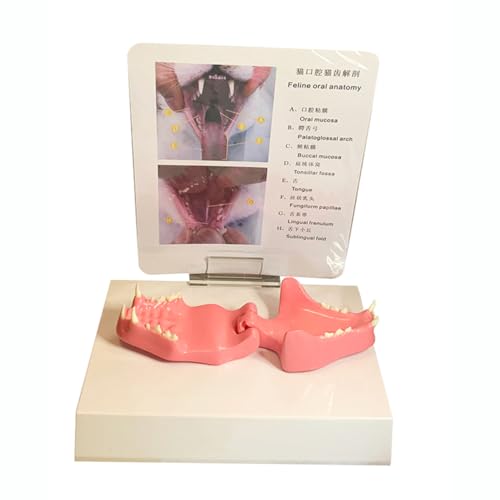Modelo anatómico de dientes de gato y mandíbula canina para herramienta educativa veterinaria 2