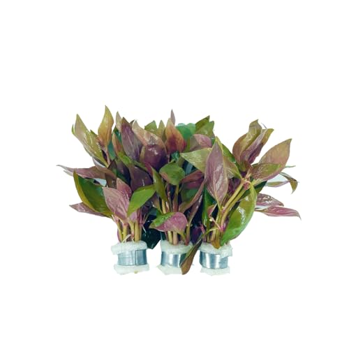 3xAlternanthera Lilacina Plants Live Aquarium Plant | Deep Purple & Red Aquatic Stem Plant for Stunning Aquascapes