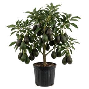 No Ship to CA Dwarf HASS Avocado Tree Live Plant 1-2ft Tall 3 Gallon Pot Avocado Fruit Plant for Planting in Your Garden