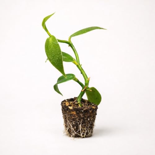 PLANT NOOK Madagascar Vanilla Bean Orchid Vine Live Plant Starter Plug 2-Pack | Vanilla planifolia Climbing Orchid | Grow Your Own Vanilla Pods | Bright Indirect Light