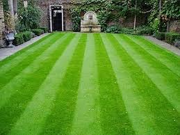 Korean nilgiri lawn grass seeds (10000 seeds) (B0CLSB8YS4) Amazon Price History, Amazon Price Tracker