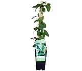 Garden Center Shop | Plantas Trepadoras Naturales | Bignonia, Wisteria, Jazmín Estrella, Madreselva, Passiflora, Hiedra (Lonicera Japonica Halliana)