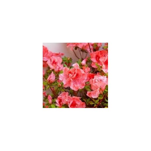 Azalea Fashion - Three Large Blooming Plants