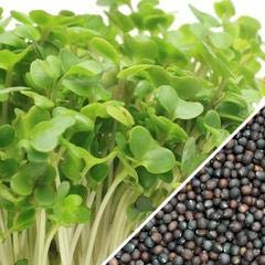 Ent Broccoli Seeds (Pack of 50 ) - Hybrid Pure and Organic Home Made