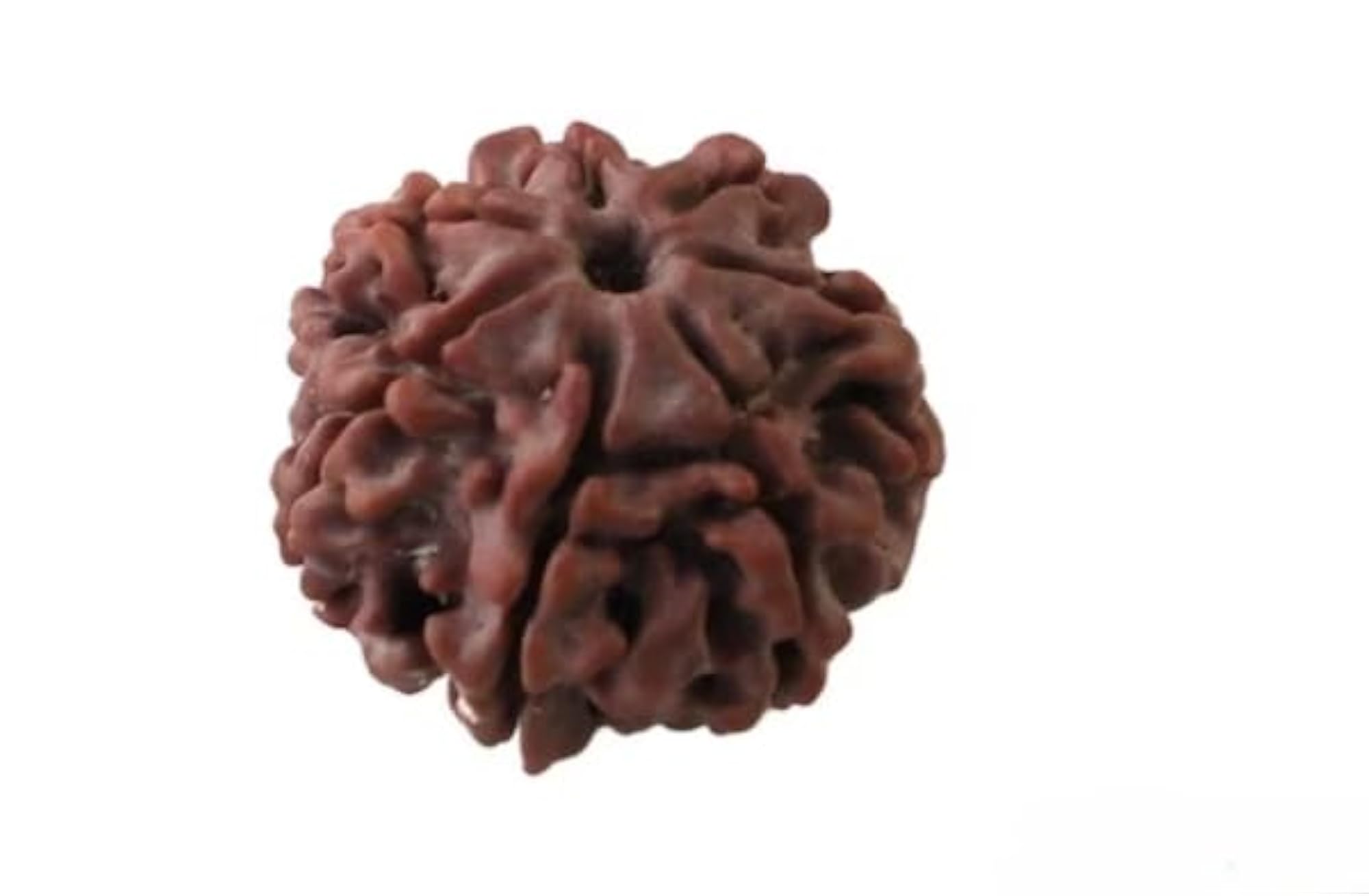 Saptmukhi Rudraksha Bead, Original Certified