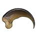 Skulls Unlimited International American Black Bear Claw (Large - 9cm) (Museum Quality Replica)