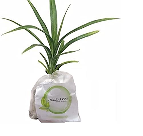See full amazon price history chart for HERBALISM Biryani Leaves Rampe-Pandanus Amaryllifolius Live Plant Highly Scented Variety in poly bag. HERBALISM Biryani Leaves Rampe-Pandanus Amaryllifolius Live Plant Highly Scented Variety in poly bag. (B0949PBHYD) Amazon Price History, Amazon Price Tracker
