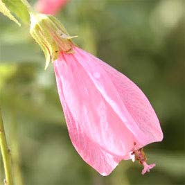 Pink Giant Turks Cap Hibiscus, Sleeping Hibiscus, Malavaviscus Penduliflorus, 6-10' Tall Potted Plant