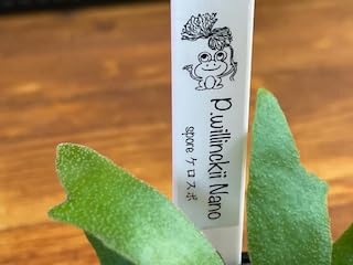 ビカクシダウィリンキーSpore子株 Yahoo!オークション - P.willinckii cv.YAL spore 子株