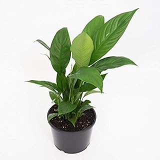 Air Purifier Peace Lily Plant Spathiphyllum Air Purifying Live Indoor Plant with Flower Pot-picture-23