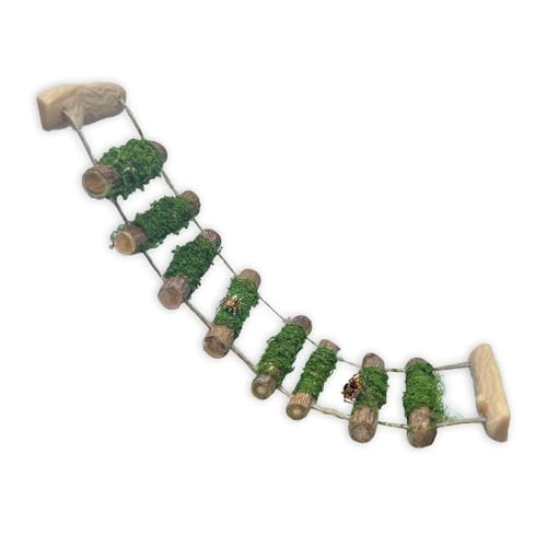 Jumping Spider Enclosure Accessories