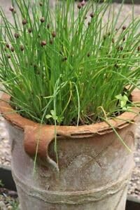 Chives Garlic 200+ Seeds Culinary Herb Pots Easy Heirloom OP Raw Cooked