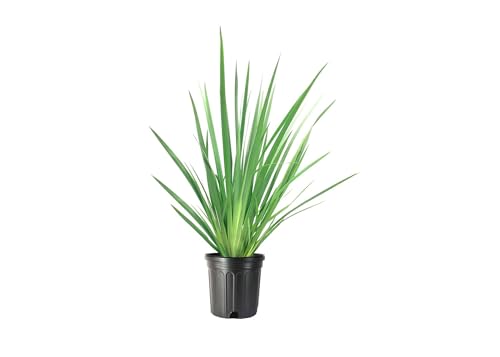 African Iris White - 3 Large Gallon Size Plants