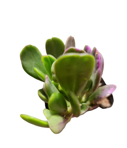 Foliagems Live Succulent Cactus Plants From Uskc (2"Pot Senecio Jacobsenii) #TOP2