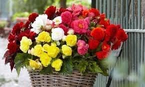 Large Begonia Live Bulbs for Planting Flower Bulbs Colors Mixed Double Flower Begonias Tubers, Hanging Basket - Set of 5 Begonia Bulbs