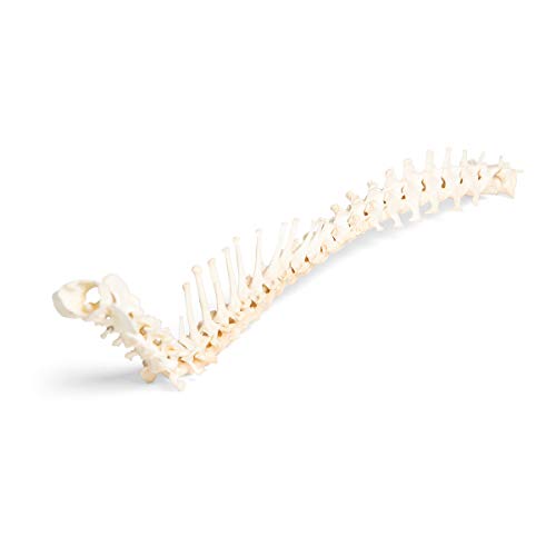 Image of 3B Scientific GmbH T30061 Dog Spine, flexibly Mounted