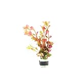 SubstrateSource Live Aquarium Stem Plants - Freshwater Aquatic Plant for Fish Tanks, Aquascaping - (Rotala Rotundifolia Orange Juice, 1 Bunch)